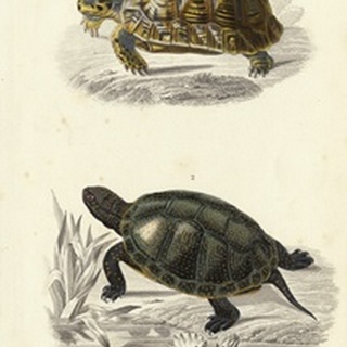 Antique Turtle Duo II