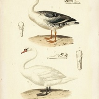 Antique Swan Study