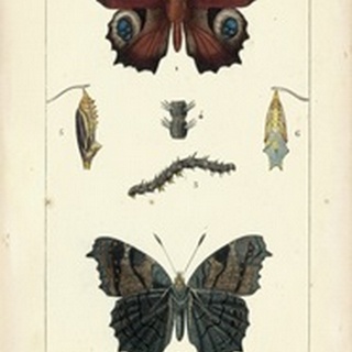 Antique Butterfly Study II