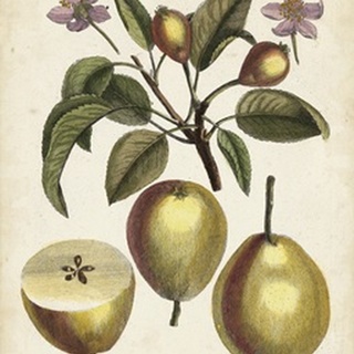 Antique Pear Study III