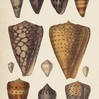 Antique Cone Shells I