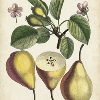 Antique Pear Study II