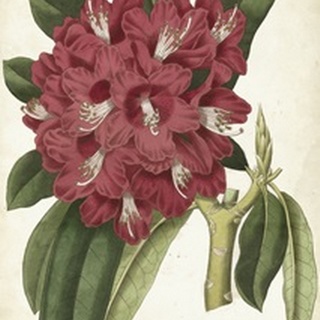 Antique Rhododendron II