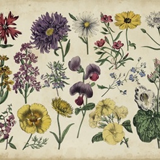 Antique Botanical Chart IV
