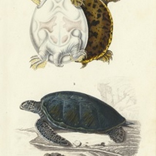 Antique Turtle Duo I