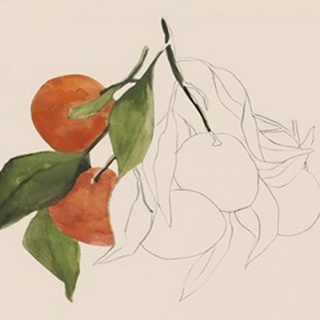 Tangerine Sketch II