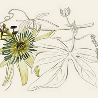 Passionflower I