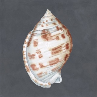 Shell on Slate I