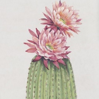 Cactus Blossom II