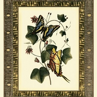 Leather Framed Butterflies II