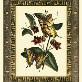 Leather Framed Butterflies I