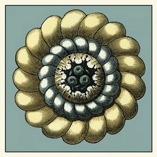 Floral Medallion III
