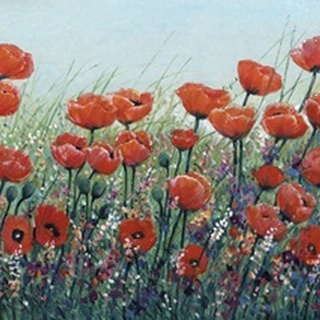 Field of Red Poppies I