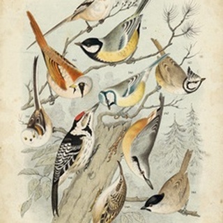 Gathering of Birds II