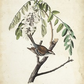 Delicate Bird and Botanical I