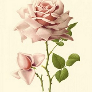 Victorian Rose I