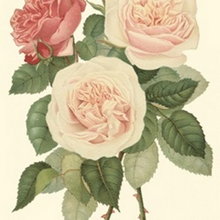 Vintage Roses II