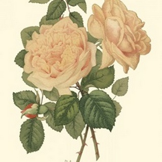 Vintage Roses III