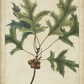 Oak Leaves and Acorns IV