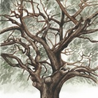 Oak Tree Composition II