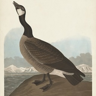 Pl 277 Hutchinss Barnacle Goose