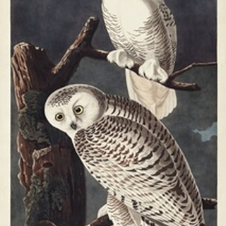 Pl 121 Snowy Owl