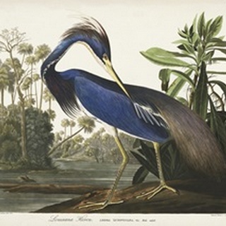 Pl 217 Louisiana Heron
