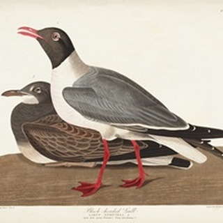 Pl 314 Black-headed Gull