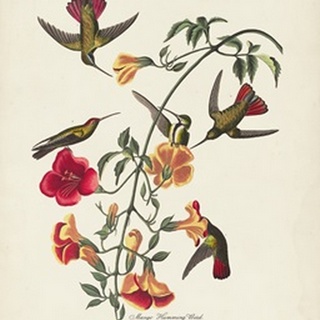 Pl 184 Mango Hummingbird
