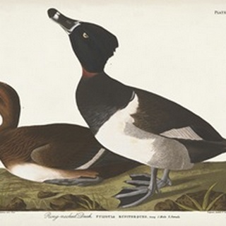Pl 234 Ring-necked Duck