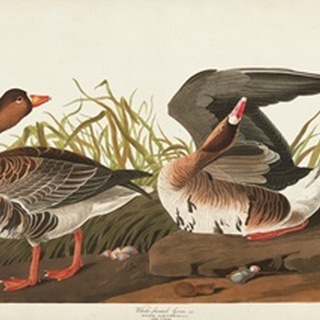 Pl 286 White-fronted Goose