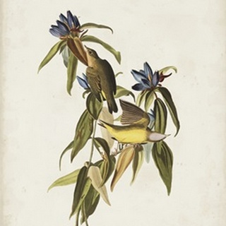 Pl 138 Connecticut Warbler