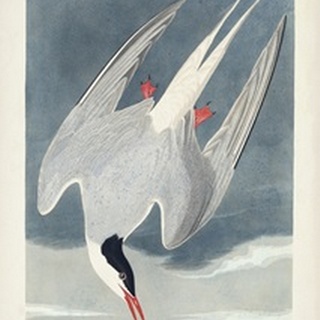 Pl 250 Artic Tern
