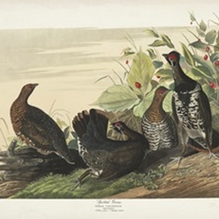 Pl 176 Spotted Grouse