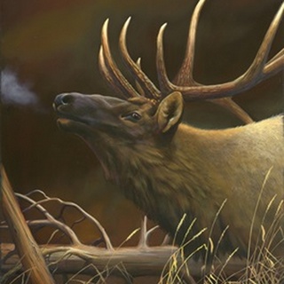 Elk Portrait I