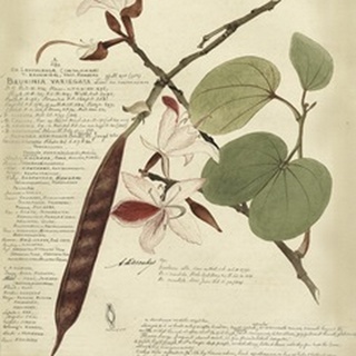 Descube Botanical III