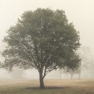 Trees in the Fog I