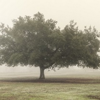 Trees in the Fog II