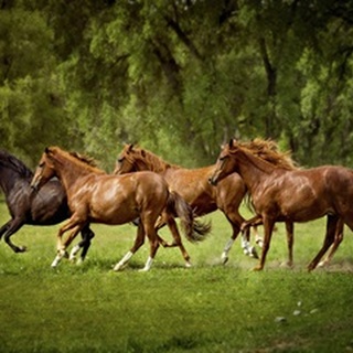Horses in the Field III