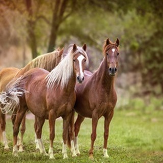 Horses in the Field I