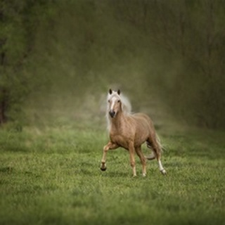 Horse in the Field II