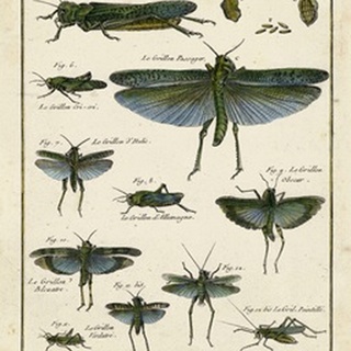 Histoire Naturelle Insects II