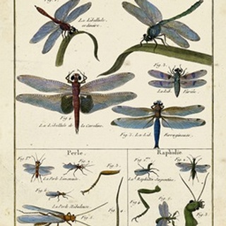 Histoire Naturelle Insects I