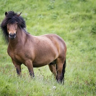 Icelandic Horses II