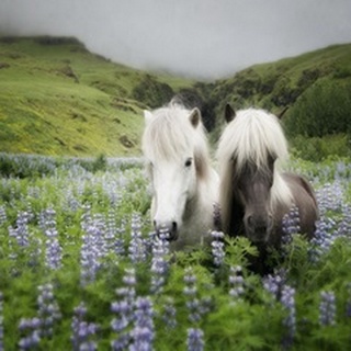Icelandic Horses III