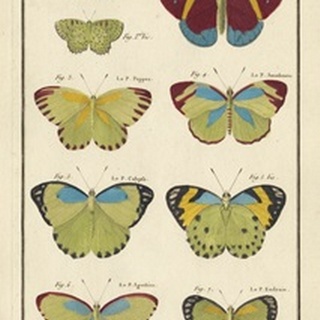 Histoire Naturelle Butterflies II