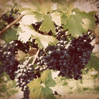 Vintage Grape Vines II