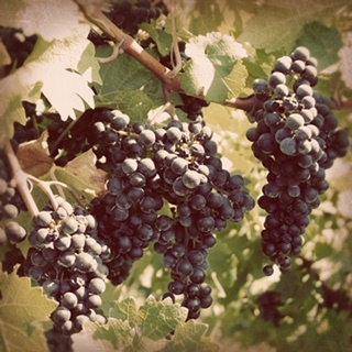 Vintage Grape Vines I
