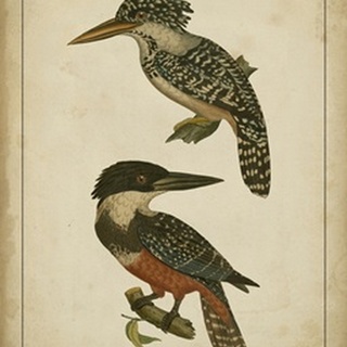 Vintage Kingfishers II