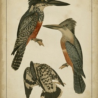 Vintage Kingfishers I